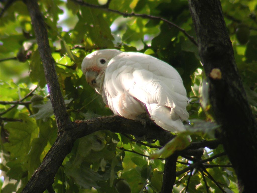 Cacatua aufugo